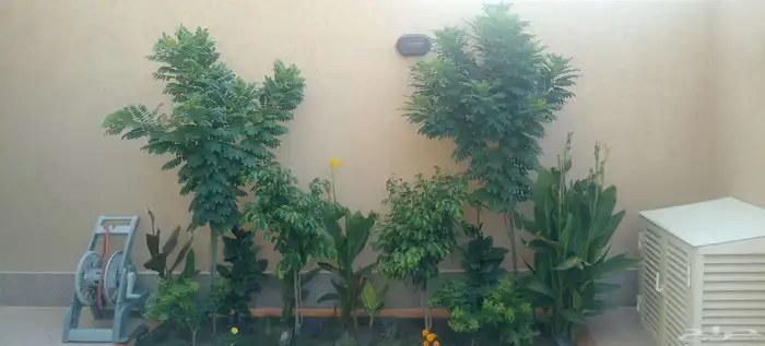 تنسيق حدائق 39