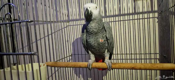 ذكر كاسكو منتج 5