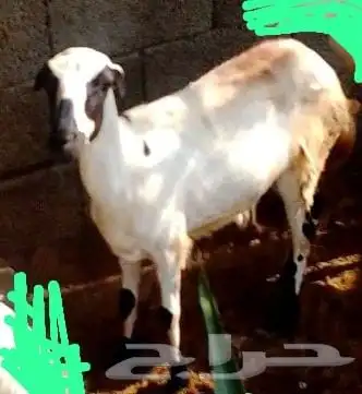السلام عليكم ورحمه الله وبركاته صلوا على الحبيب اعرض لكم رخل 2