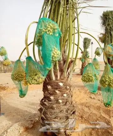 نخل للبيع فروخ نقايل فسايل جثايث نخيل واشنطني واشنطونيا 0