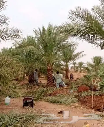 نخل للبيع نخيل مثمر نقايل جثايث خلاص سكري صقعي برحي شيشي سلج 0