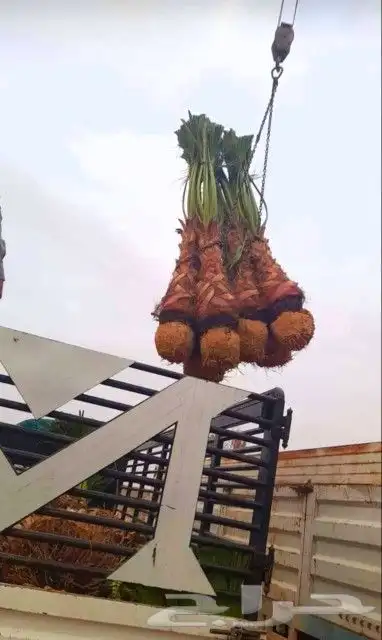 نخل للبيع فروخ نقايل فسايل جثايث نخيل واشنطني واشنطونيا 4