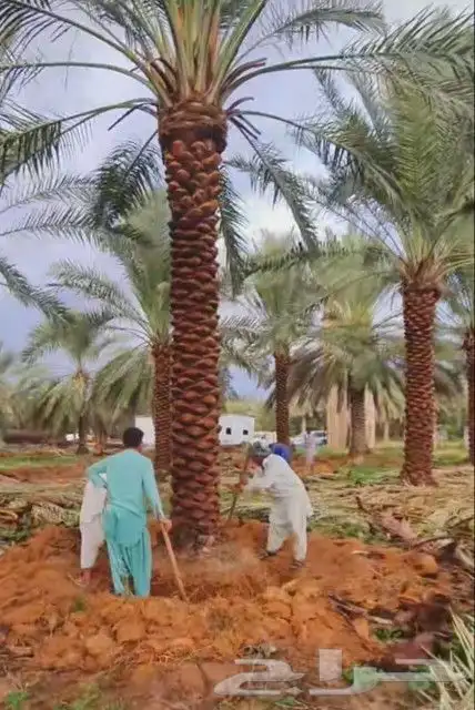 نخل واشنطني واشنطوانيا نخيل زينه امريكي 6