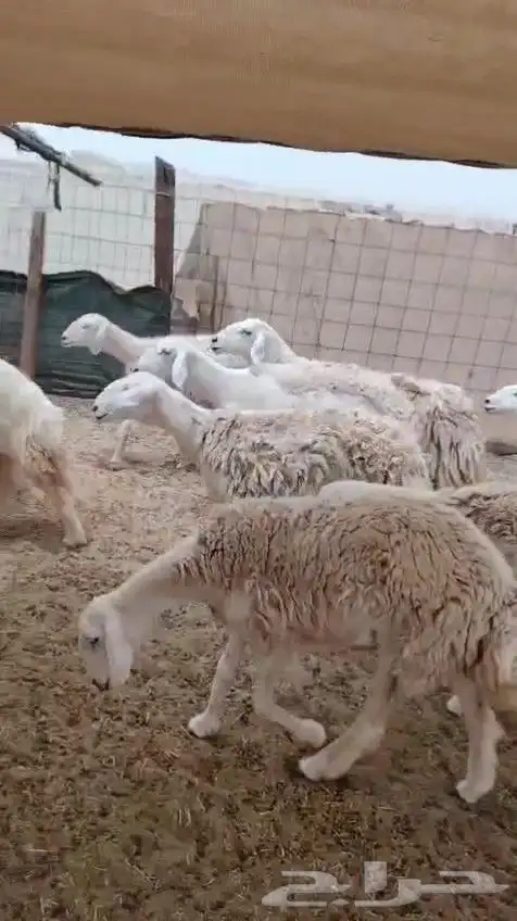 أعرض لكم رخال اغلبها جدعه وتني وربعه 8سدس الغنم طيبه سليمه 1