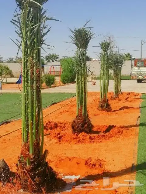 نخل للبيع فروخ نقايل فسايل جثايث نخيل واشنطني واشنطونيا 1