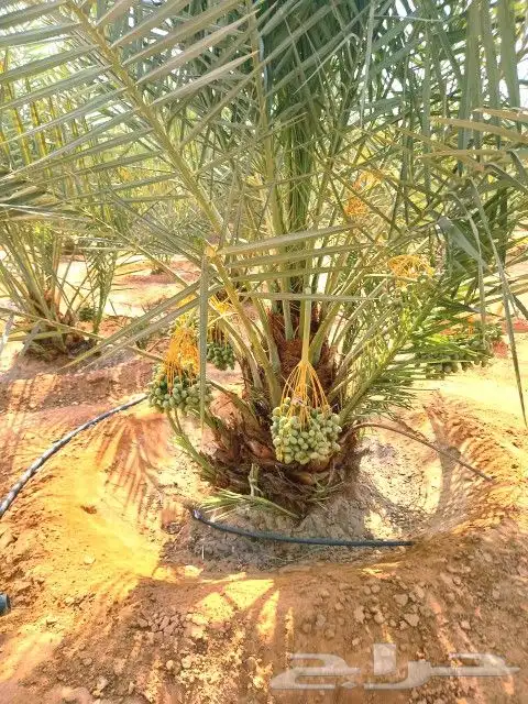 نخل واشنطني واشنطوانيا نخيل زينه امريكي 8