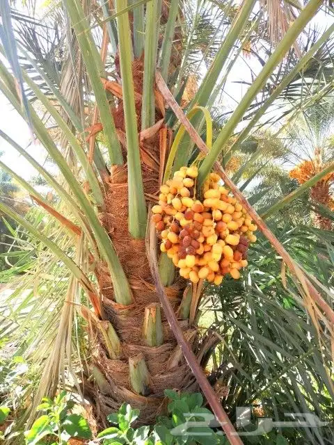 نخل للبيع فروخ نقايل فسايل جثايث نخيل واشنطني واشنطونيا 2