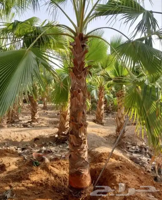 نخل واشنطني واشنطوانيا نخيل زينه امريكي 3