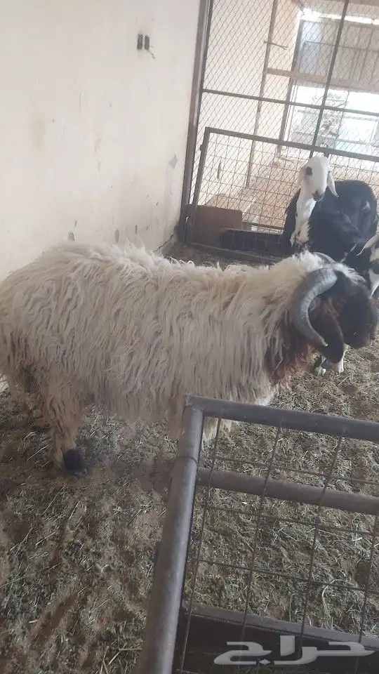 للبيع خروف نعيمي جذع عمره 10 شهور مقفل شحم وا 4