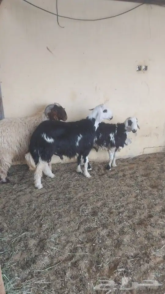 للبيع خروف نعيمي جذع عمره 10 شهور مقفل شحم وا 3