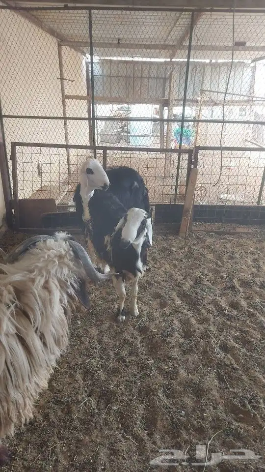 للبيع خروف نعيمي جذع عمره 10 شهور مقفل شحم وا 2