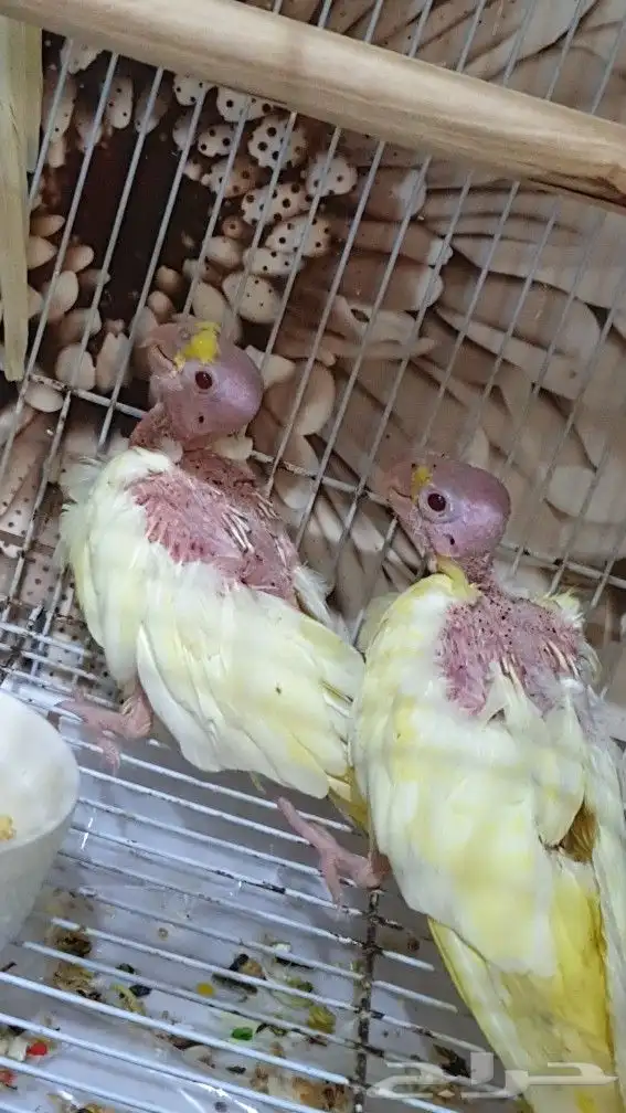 زوج كروان مع فرخين و قفص و بياضه 1