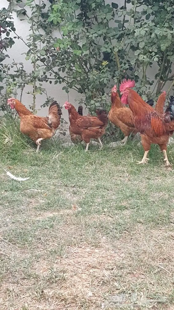 طقم دجاج فرنسي مميز 7
