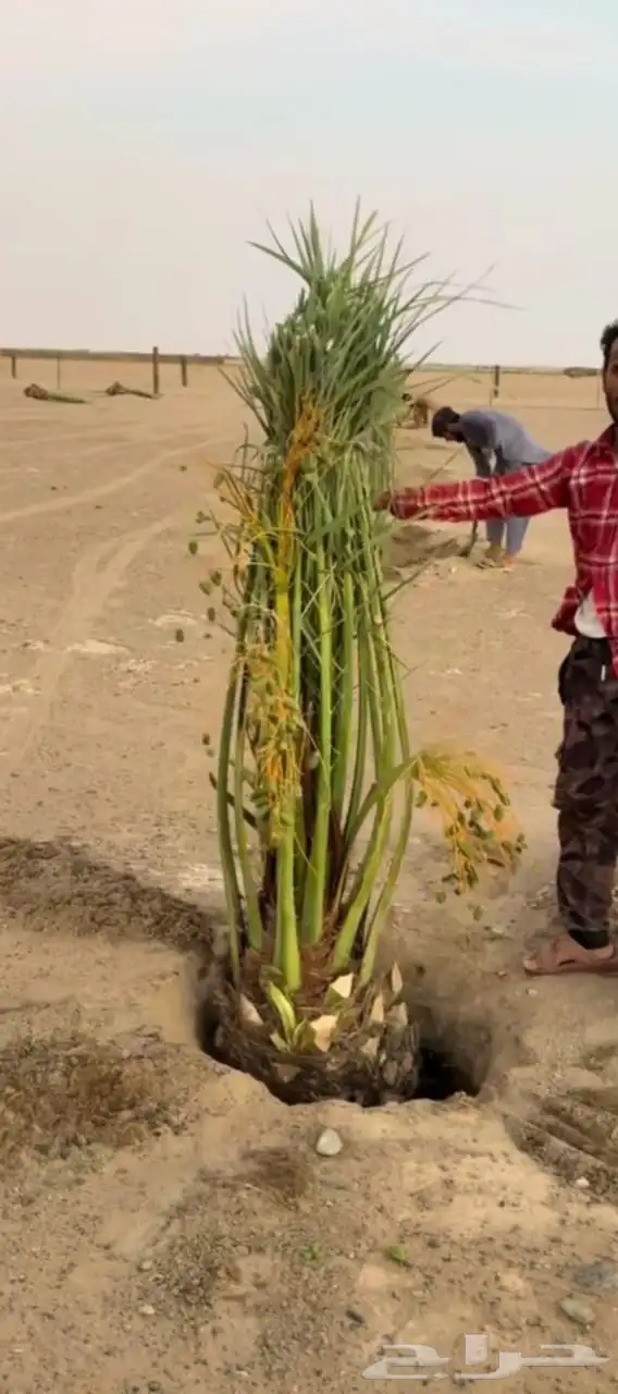 نخل عربي واشنطني نخيل للبيع توريد زراعه فروخ نقايل جثايث 0