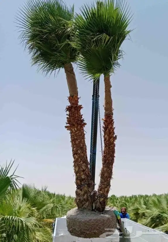 يوجد لدينا نخل طيب ومقاسات مناسبة ونوايع فاخره 8