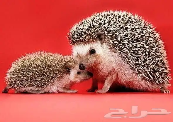 قنفذ للبيع بسعر رمزي 0