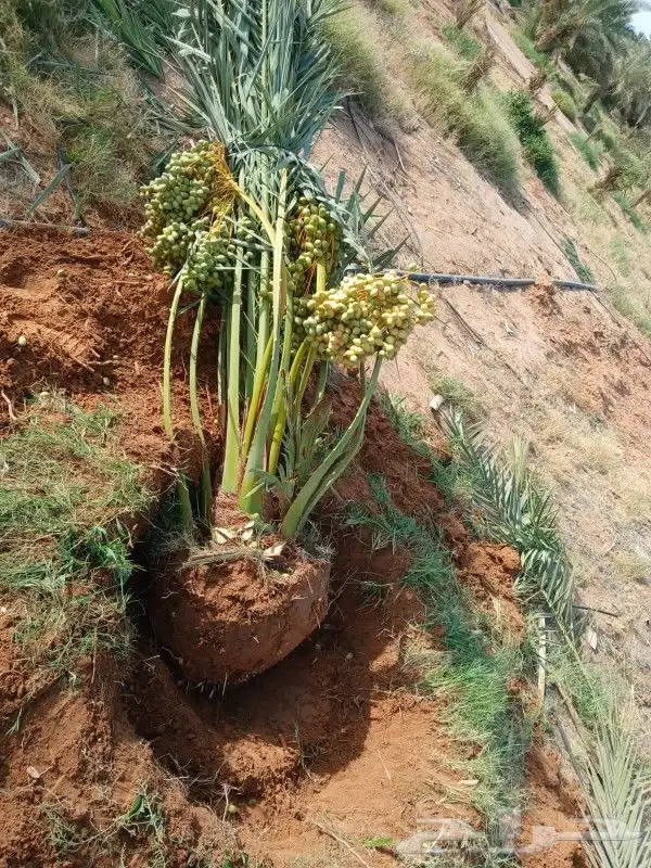 نخل للبيع فروخ نقايل فسايل جثايث نخيل واشنطني واشنطونيا 5