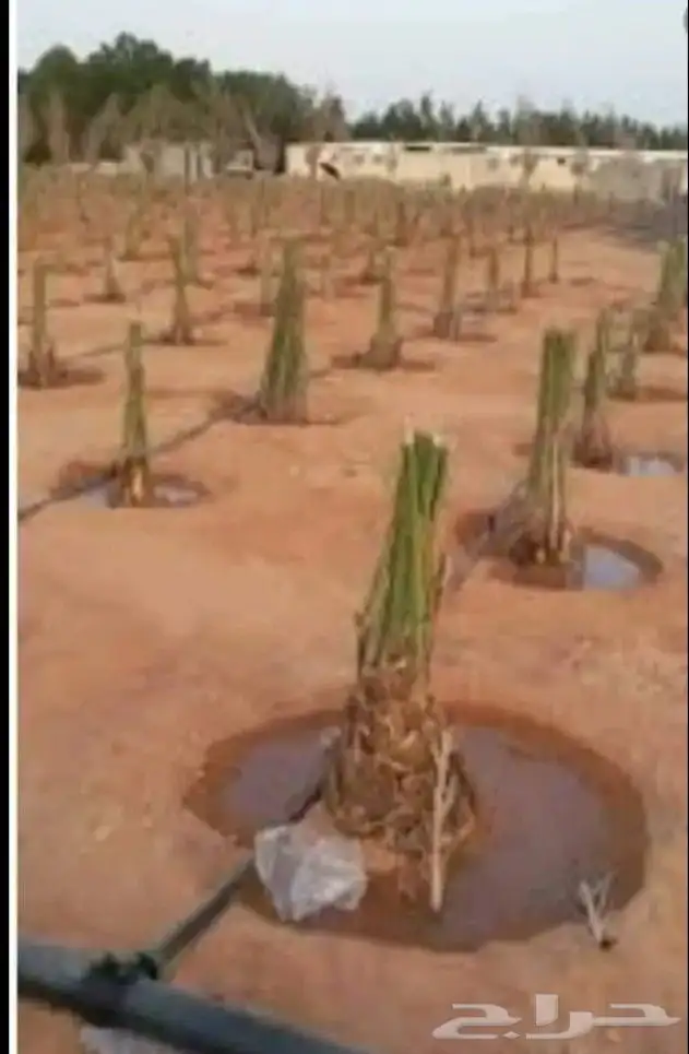 يوجد لدينا نخل طيب ومقاسات مناسبة ونوايع فاخره 9