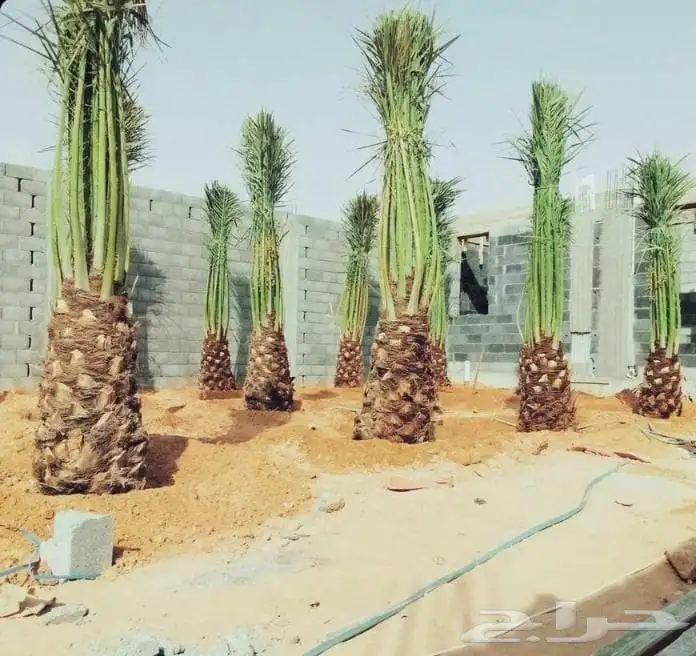 يوجد لدينا نخل طيب ومقاسات مناسبة ونوايع فاخره 1