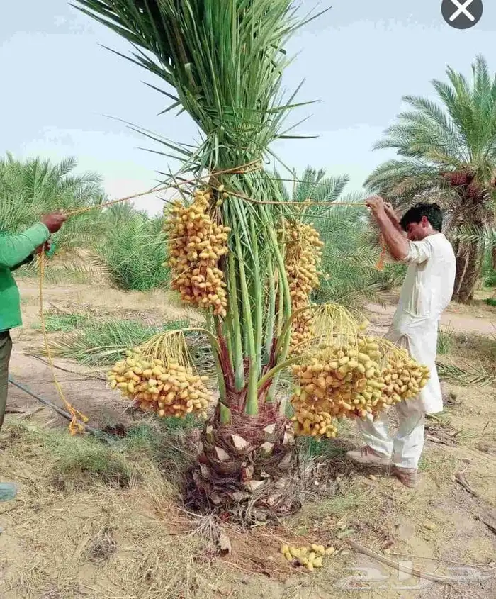يوجد لدينا نخل طيب ومقاسات مناسبة ونوايع فاخره 0