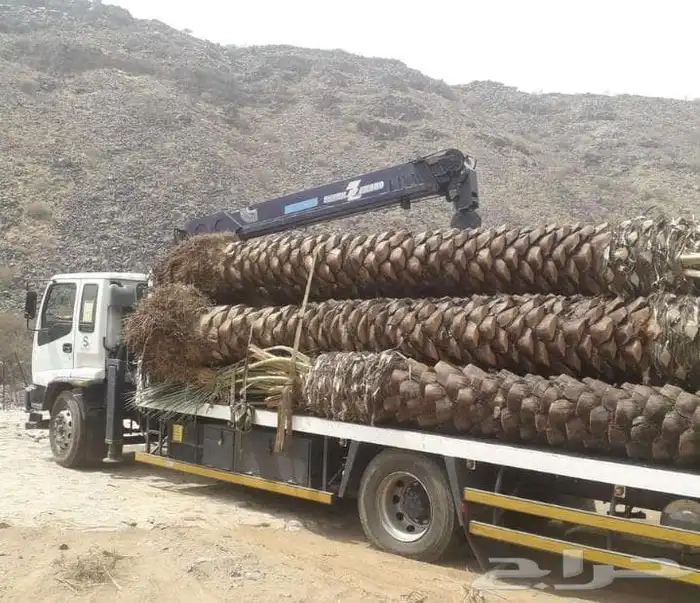 يوجد لدينا نخل طيب ومقاسات مناسبة ونوايع فاخره 2