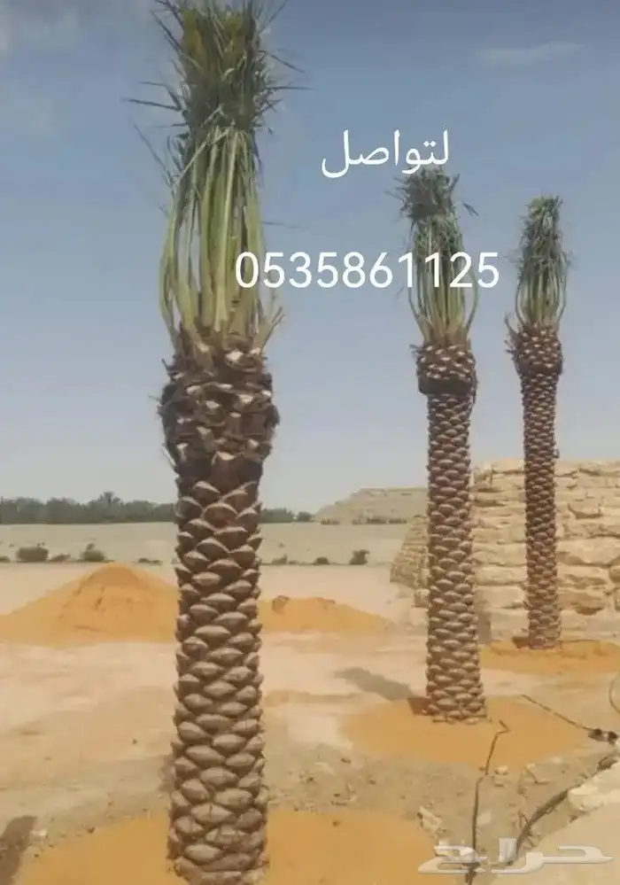 نخيل   عربي وواشنطني جميع المقاسات ونخدم  جميع مناطق المملك 4