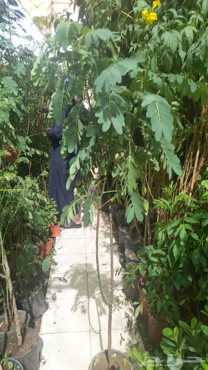 تنسيق حدائق عادي أوتوماتيك ونخل وتيل صناعي وطبيعي 3