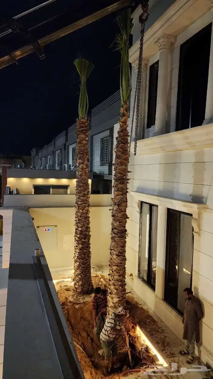 نخل واشنطني زينه نخيل وشنطونيا الرياض وجميع المناطق 2