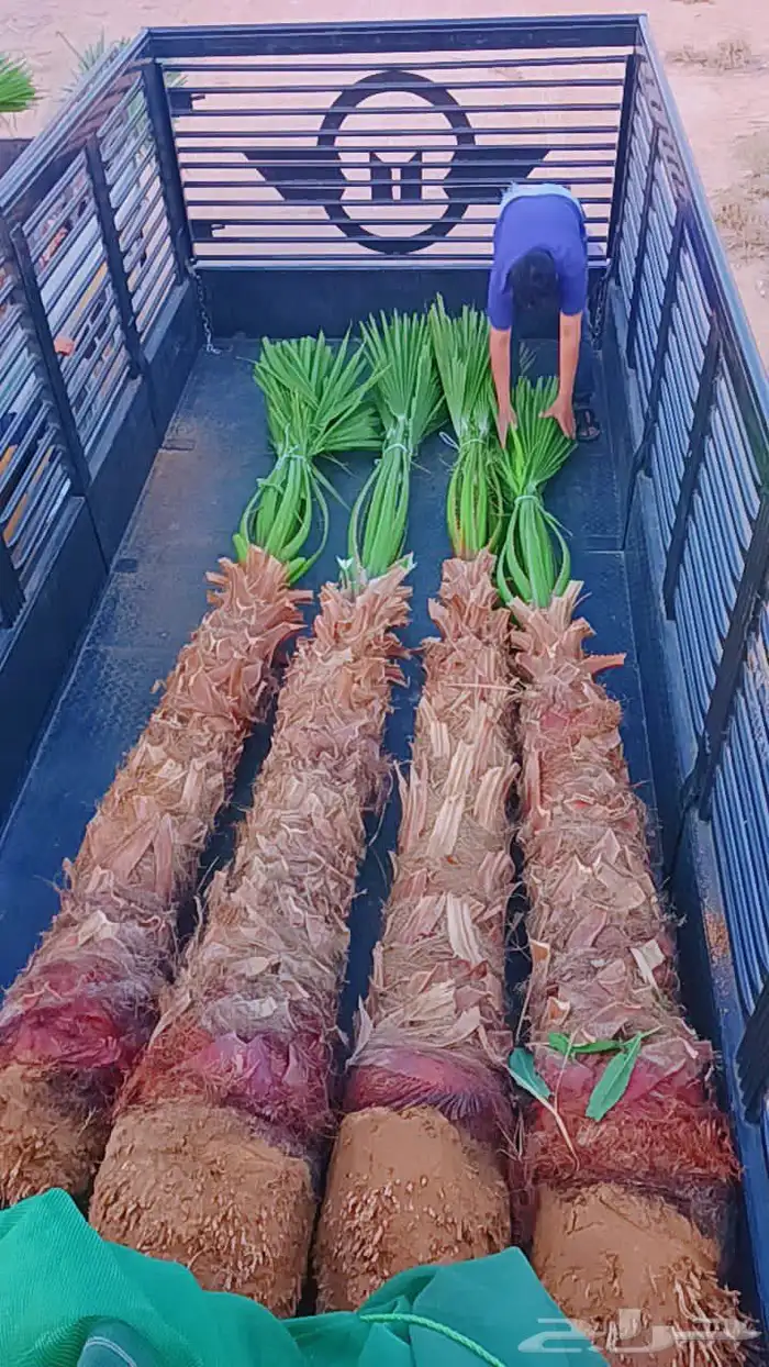 نخل واشنطني زينه نخيل وشنطونيا الرياض وجميع المناطق 5