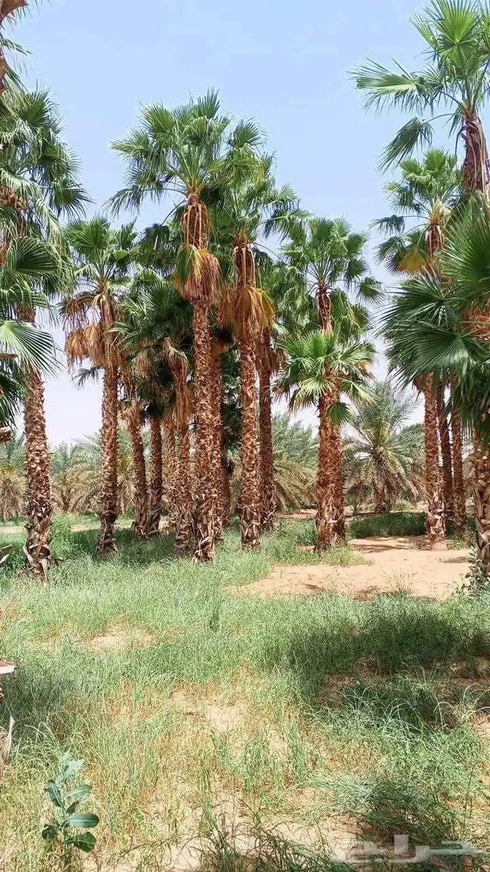 نخل واشنطن امريكي درجة اولى يتوفر لدينا كميات كبيرة 4