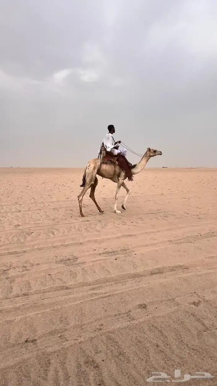 ركبي مشروط تم البيع 2