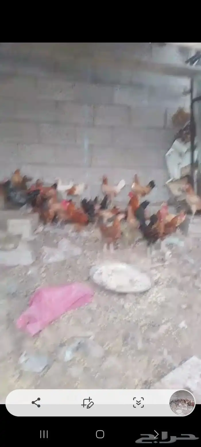 دجاج بلدي وصحتها كويسه وعددها 34 مشكل ذكران وناثي 2