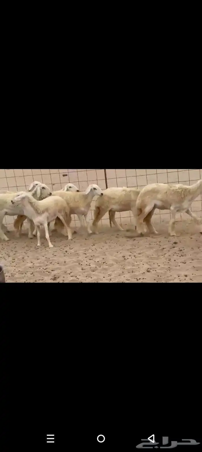 عرض اليوم لكم غنم حريات رخال طيبه صنف 6