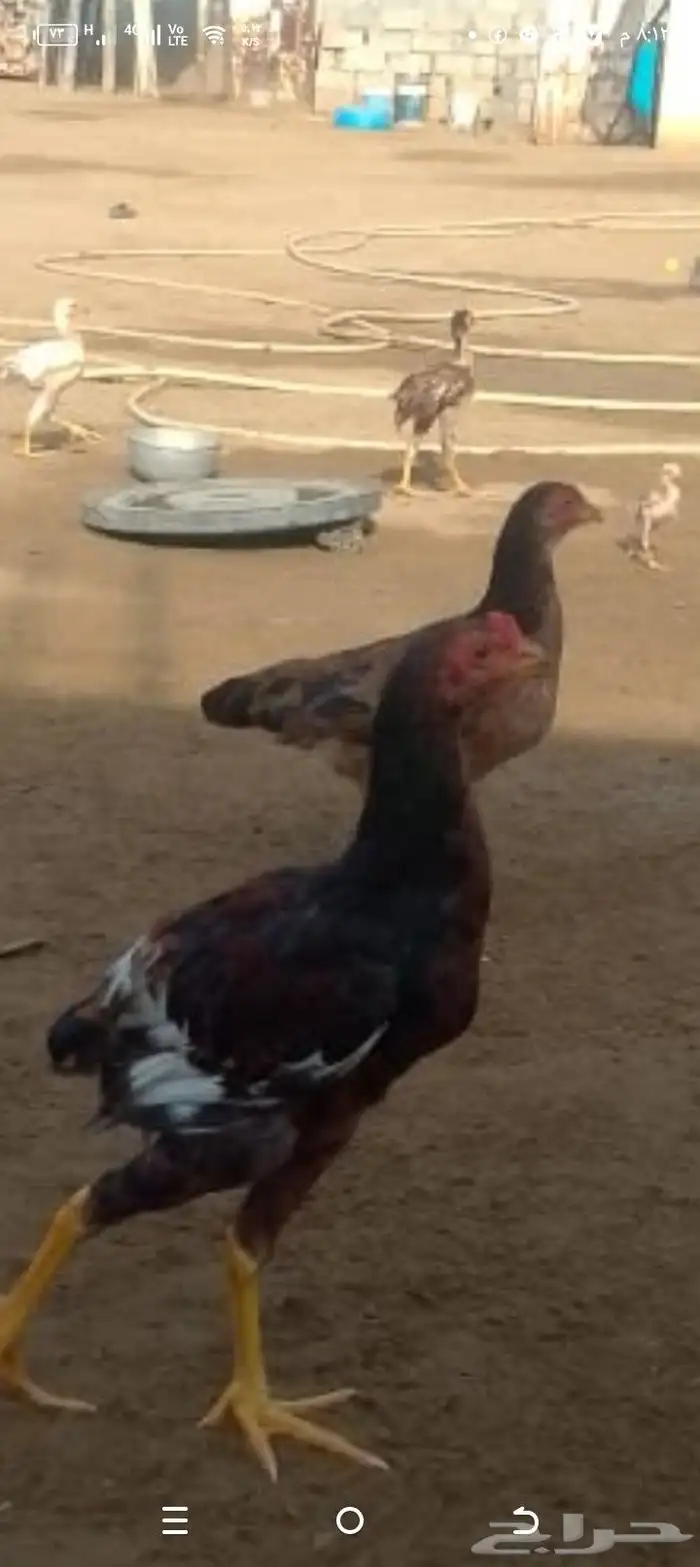 جدين 7