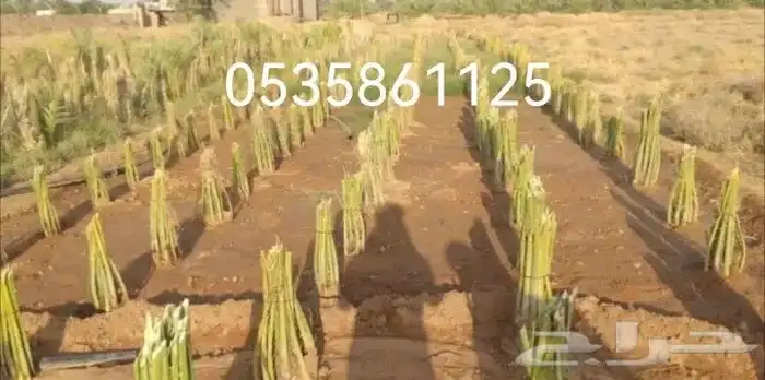 نخيل   عربي وواشنطني جميع المقاسات ونخدم  جميع مناطق المملك 5