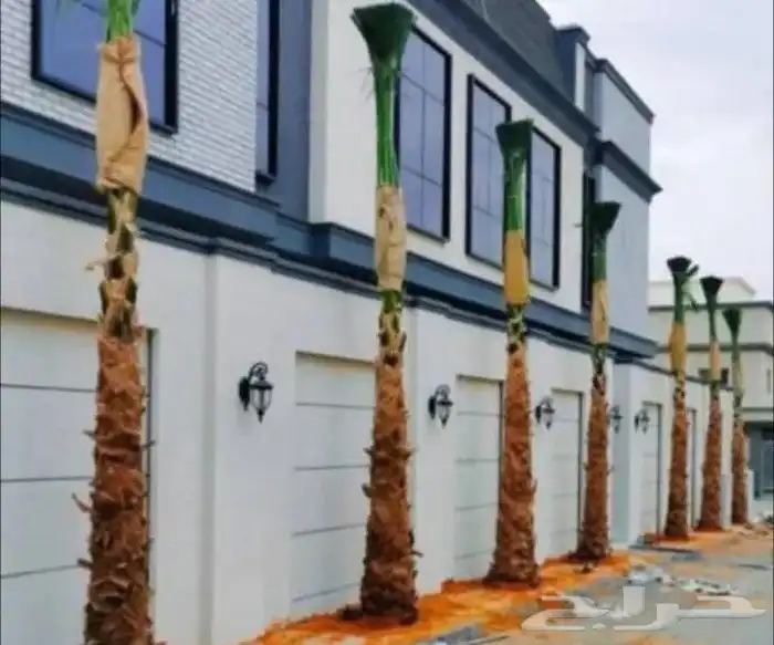 نخيل   عربي وواشنطني جميع المقاسات ونخدم  جميع مناطق المملك 3