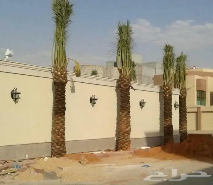 يوجد لدينا نخل طيب ومقاسات مناسبة ونوايع فاخره 3