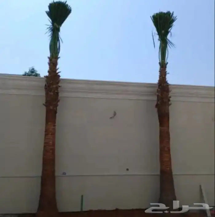 نخيل   عربي وواشنطني جميع المقاسات ونخدم  جميع مناطق المملك 2