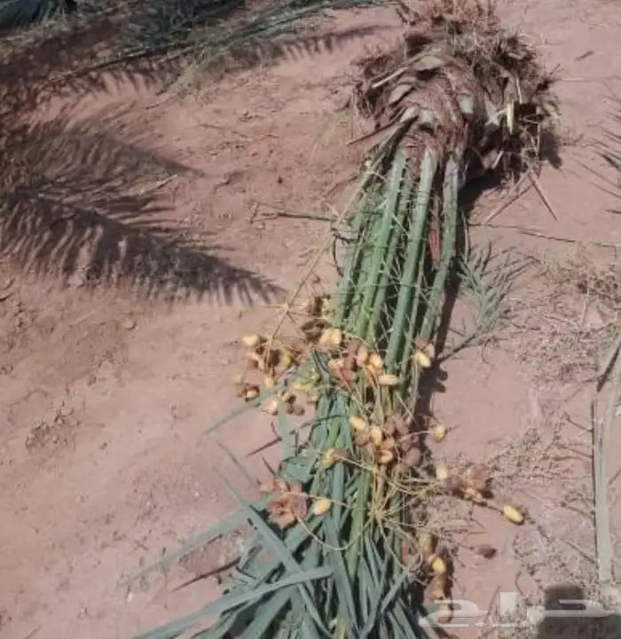 يوجد لدينا نخل طيب ومقاسات مناسبة ونوايع فاخره 5