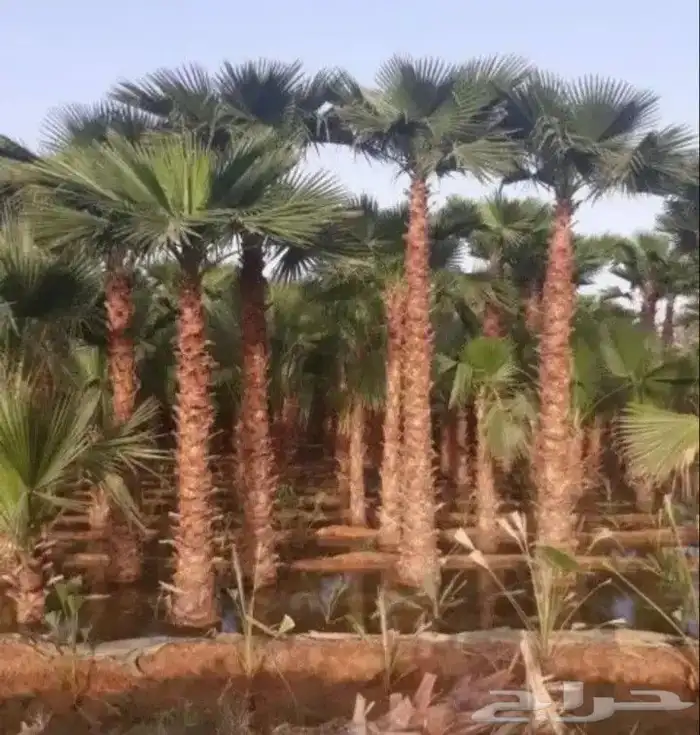 نخيل   عربي وواشنطني جميع المقاسات ونخدم  جميع مناطق المملك 1
