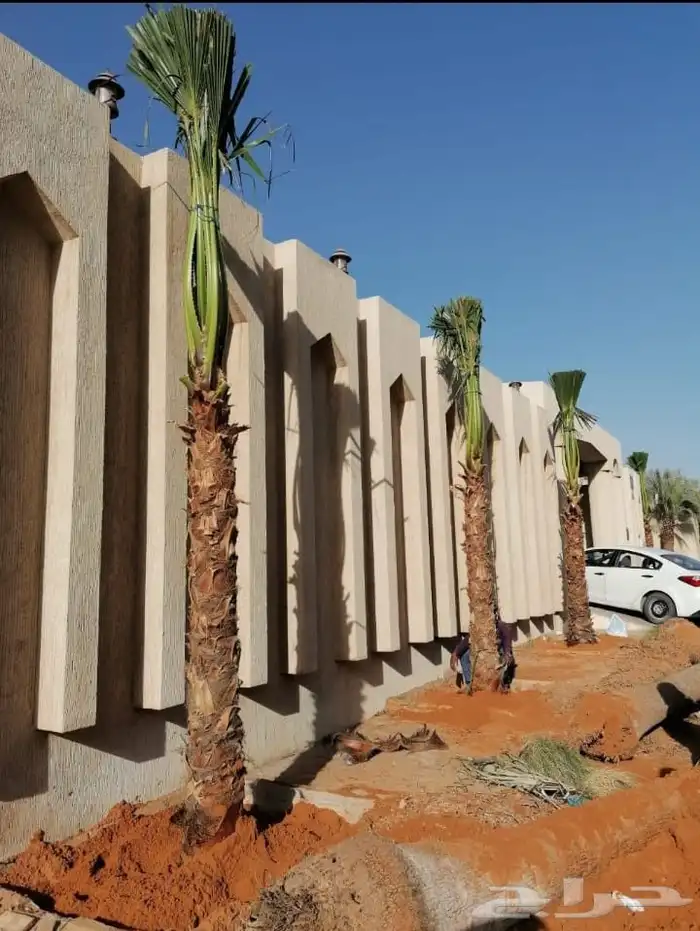 نخل واشنطني زينه نخيل وشنطونيا الرياض وجميع المناطق 4