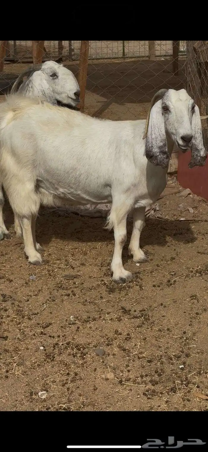 معزا ضرايب بواخر صنف دفيع 6