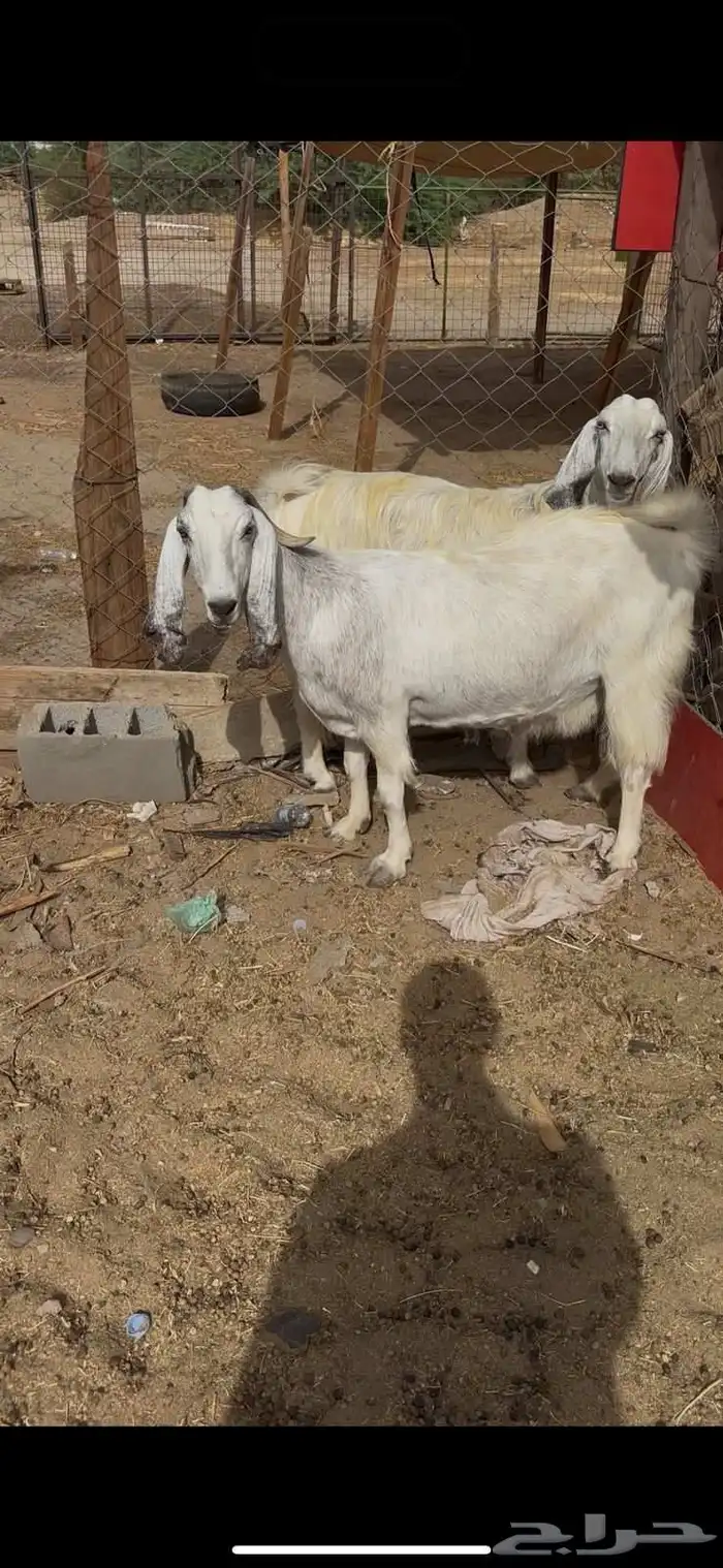 معزا ضرايب بواخر صنف دفيع 4