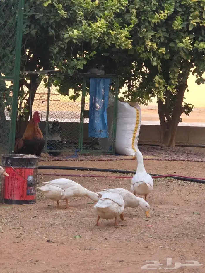 بط بكين للبيع العدد 3 2