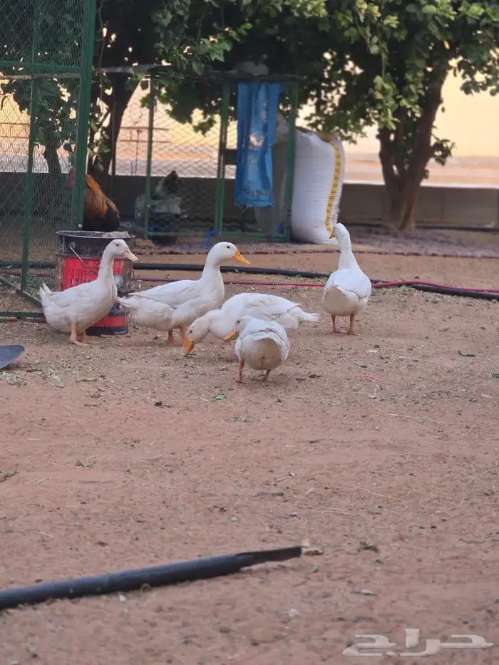 بط بكين للبيع العدد 3 4