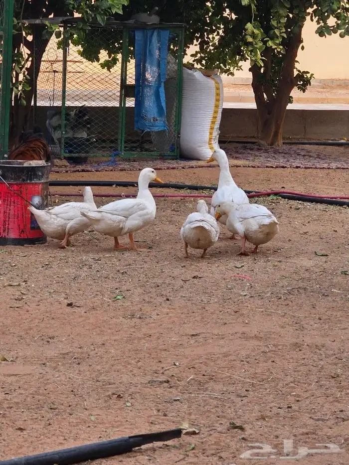بط بكين للبيع العدد 3 1