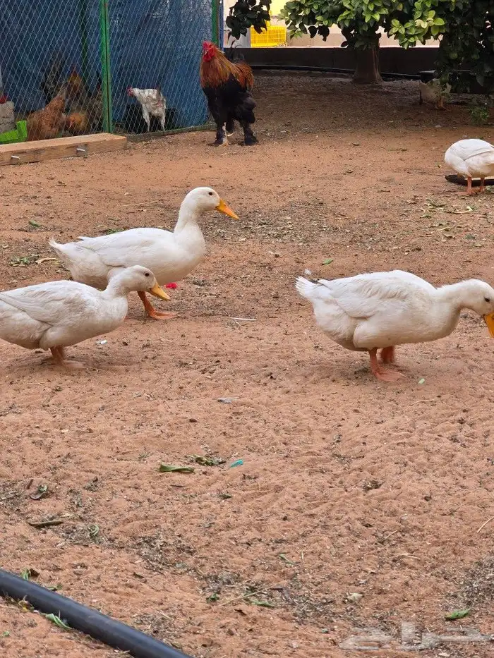 بط بكين للبيع العدد 3 5