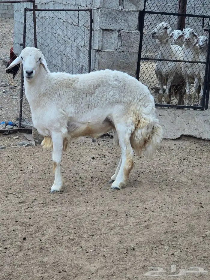 خروف حري ثني 0