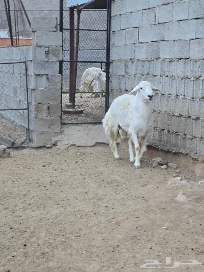 خروف حري ثني 1