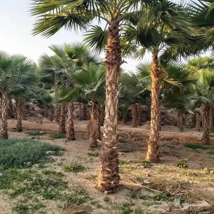 نخل عربي واشنطني نخيل للبيع توريد زراعه فروخ نقايل جثايث 8